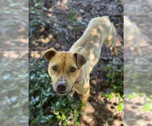 Mutt Dogs for adoption in Elk Grove, CA, USA