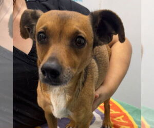 Chihuahua-Unknown Mix Dogs for adoption in Chico, CA, USA