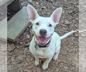 Mutt Dogs for adoption in McCormick, SC, USA