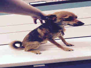 Chiranian Dogs for adoption in Salisbury, NC, USA