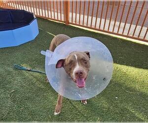 American Pit Bull Terrier-Unknown Mix Dogs for adoption in Las Vegas, NV, USA