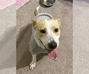 Mutt Dogs for adoption in Incline Village, NV, USA