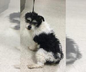 Mutt Dogs for adoption in Riverside, CA, USA