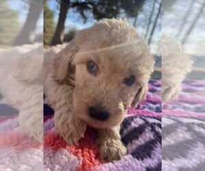 Goldendoodle Dogs for adoption in Pacolet, SC, USA