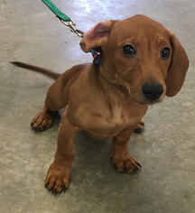 Dachshund Dogs for adoption in Mitchell, SD, USA