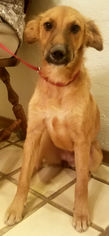Golden Shepherd Dogs for adoption in Phoenix, AZ, USA