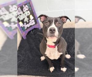 Medium Photo #1 American Pit Bull Terrier Puppy For Sale in Brighton, CO, USA