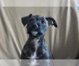 Mutt Dogs for adoption in Fair Oaks, CA, USA