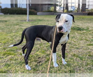 Staffordshire Bull Terrier-Unknown Mix Dogs for adoption in Dana Point, CA, USA