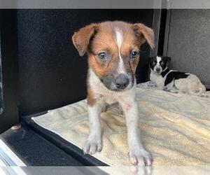 Pointer-Unknown Mix Dogs for adoption in Long Beach, CA, USA