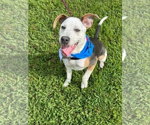 Mutt Dogs for adoption in Holly Springs, NC, USA