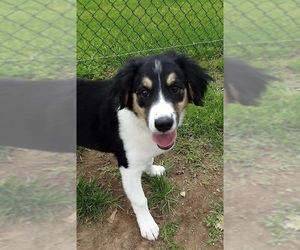 Borador Dogs for adoption in Pottstown, PA, USA