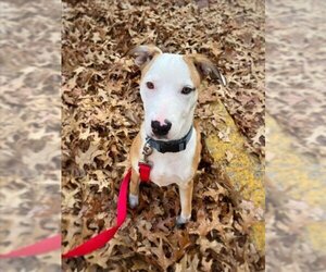 Bull Terrier Dogs for adoption in Boston, MA, USA