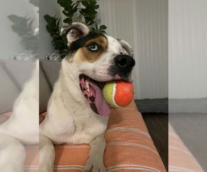Siberian Husky-Unknown Mix Dogs for adoption in Woodland Hills, CA, USA