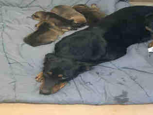 Doberman Pinscher Dogs for adoption in Texas City, TX, USA