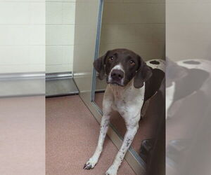 Pointer Dogs for adoption in Ogden, UT, USA