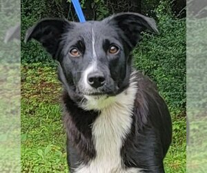 Border Collie Dogs for adoption in Wetumpka, AL, USA