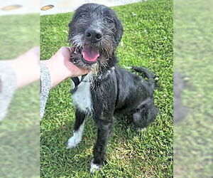 Border Collie-Unknown Mix Dogs for adoption in Wakefield, RI, USA