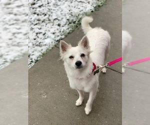 American Eskimo Dog Dogs for adoption in Fargo, ND, USA