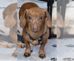 Dachshund Dogs for adoption in Fruitland, SC, USA
