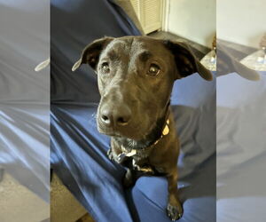 Labrador Retriever-Unknown Mix Dogs for adoption in Chandler, AZ, USA