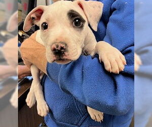 American Pit Bull Terrier Dogs for adoption in Stockton, CA, USA