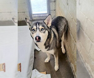 Siberian Husky Dogs for adoption in Easton, MD, USA