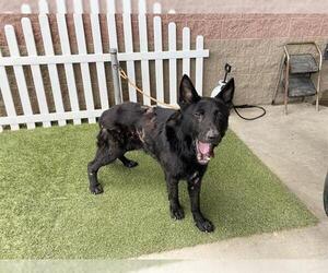 German Shepherd Dog Dogs for adoption in Modesto, CA, USA