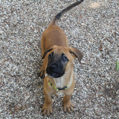 Medium Photo #1 Boxer-German Shepherd Dog Mix Puppy For Sale in Waco, TX, USA