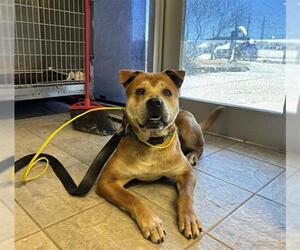 Carolina Dog-Chow Chow Mix Dogs for adoption in Grand Prairie, TX, USA