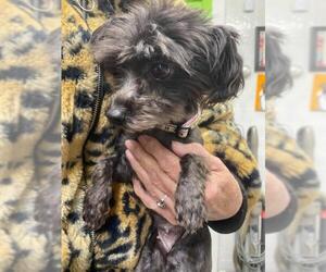 Mutt Dogs for adoption in Newaygo, MI, USA