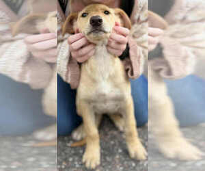 Shepradors Dogs for adoption in Princeton, MN, USA