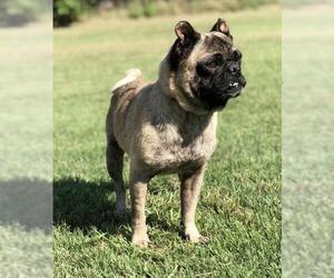 Pug Dogs for adoption in PIPE CREEK, TX, USA