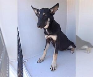 German Shepherd Dog-Unknown Mix Dogs for adoption in Houston, TX, USA