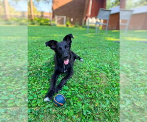 Collie-Unknown Mix Dogs for adoption in New London, WI, USA