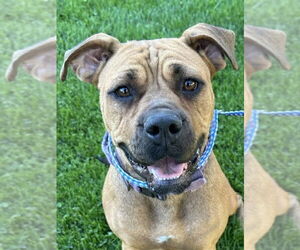 Boxer-Unknown Mix Dogs for adoption in Lake Forest, CA, USA