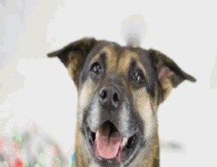 German Shepherd Dog-Unknown Mix Dogs for adoption in Hudson, CO, USA
