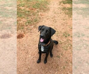 Labrador Retriever-Unknown Mix Dogs for adoption in Forest, VA, USA