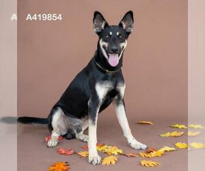 Australian Kelpie-Unknown Mix Dogs for adoption in Conroe, TX, USA