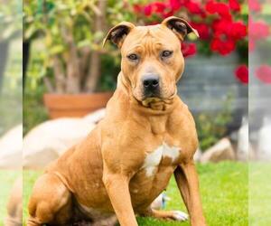 Redbone Coonhound-Rhodesian Ridgeback Mix Dogs for adoption in Camarillo, CA, USA