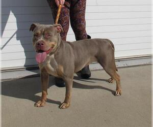 American Pit Bull Terrier Dogs for adoption in Louisville, KY, USA