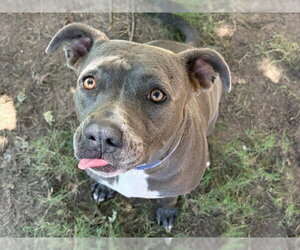 Mutt Dogs for adoption in Tulsa, OK, USA