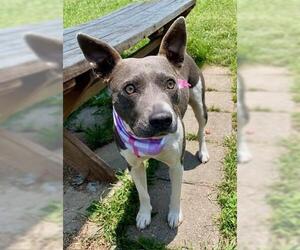 American Pit Bull Terrier-Unknown Mix Dogs for adoption in Tulsa, OK, USA