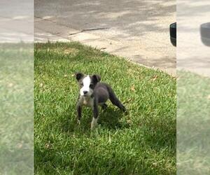 Australian Shepherd-Cavalier King Charles Spaniel Mix Dogs for adoption in Pandora, TX, USA