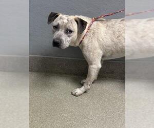 American Pit Bull Terrier-Unknown Mix Dogs for adoption in Las Vegas, NV, USA