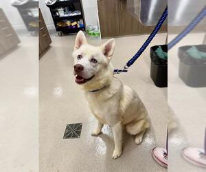 Siberian Husky Dogs for adoption in Baytown, TX, USA