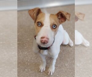 Labrador Retriever-Unknown Mix Dogs for adoption in Sonoma, CA, USA