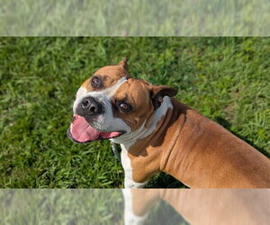 American Pit Bull Terrier-Unknown Mix Dogs for adoption in Ocala, FL, USA