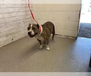 American Pit Bull Terrier Dogs for adoption in San Bernardino, CA, USA