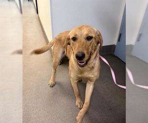 Labrador Retriever Dogs for adoption in HESPERIA, CA, USA